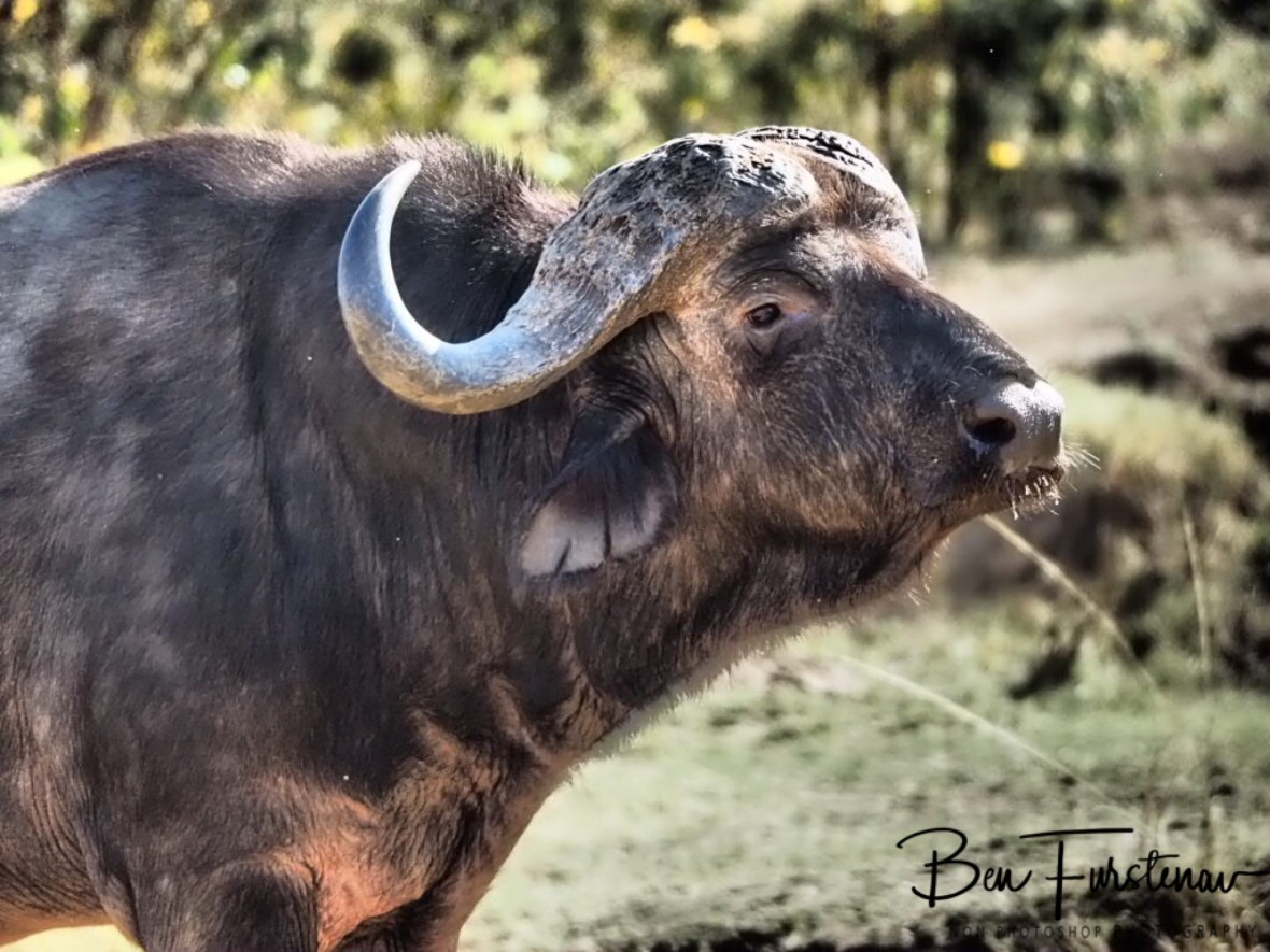 Getting closer to the lions, Lower Zambezi National Park, Zambia