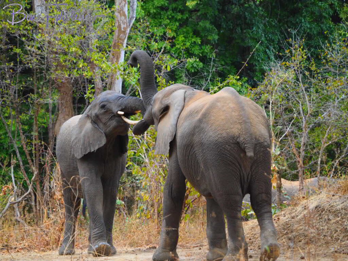 First warnings, South Luangwa National Park, Zambia 