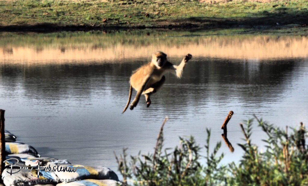 10 out of 10 for style, Vwaza Marsh National Reserve, Malawi 