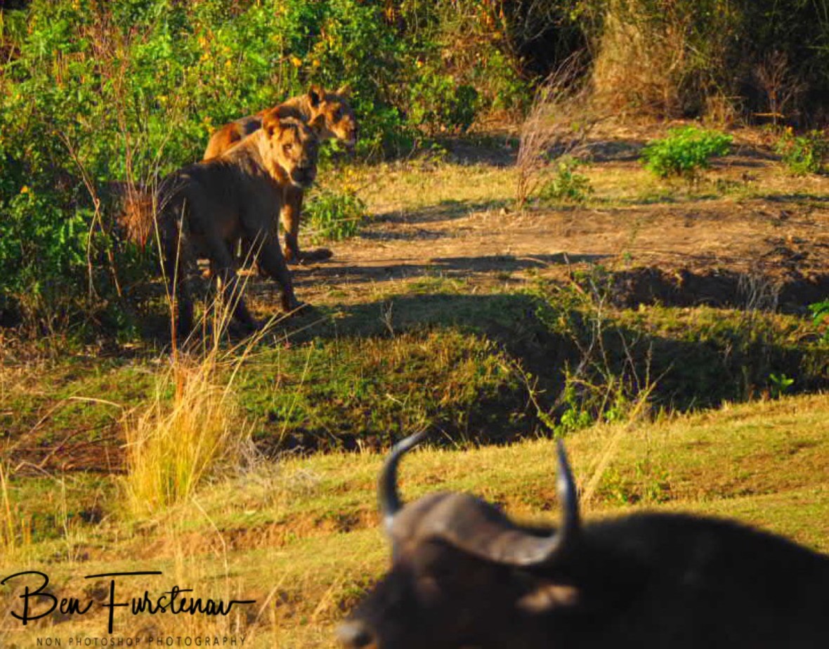 Lions in ambush moments before the kill, Lower Zambezi National Park, Zambia 