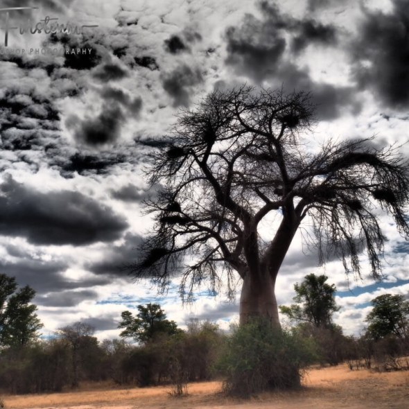Baobab country in South Luangwa National Park, Zambia