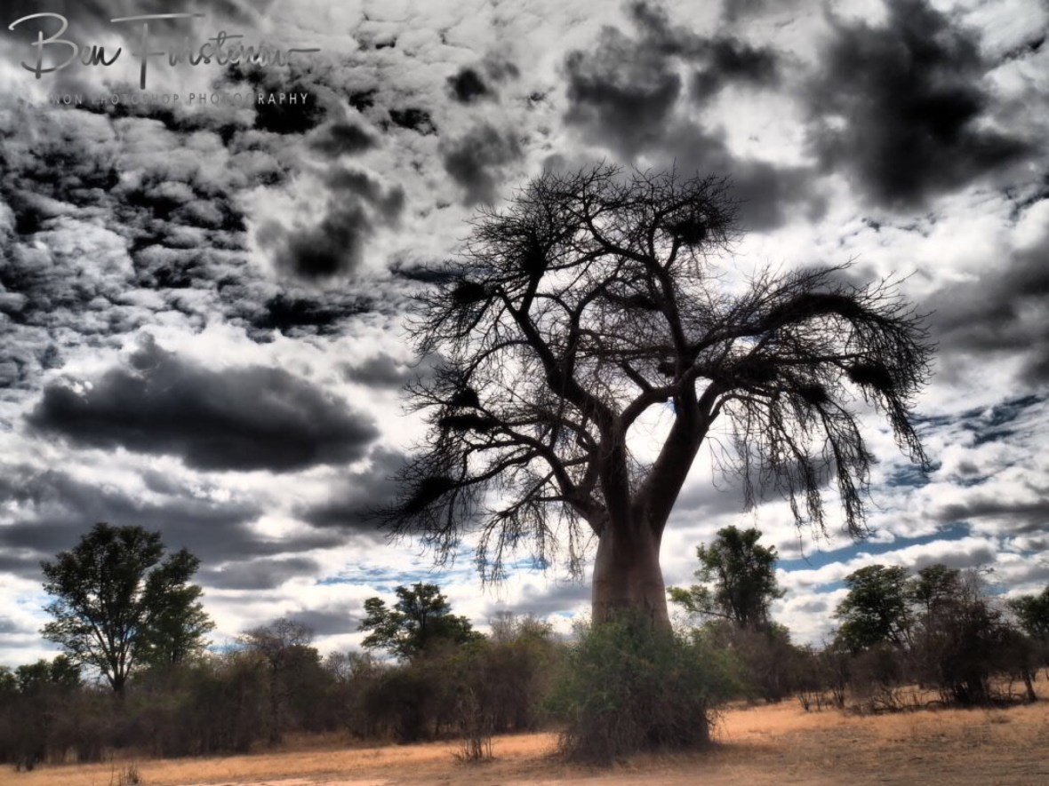 Baobab country in South Luangwa National Park, Zambia 