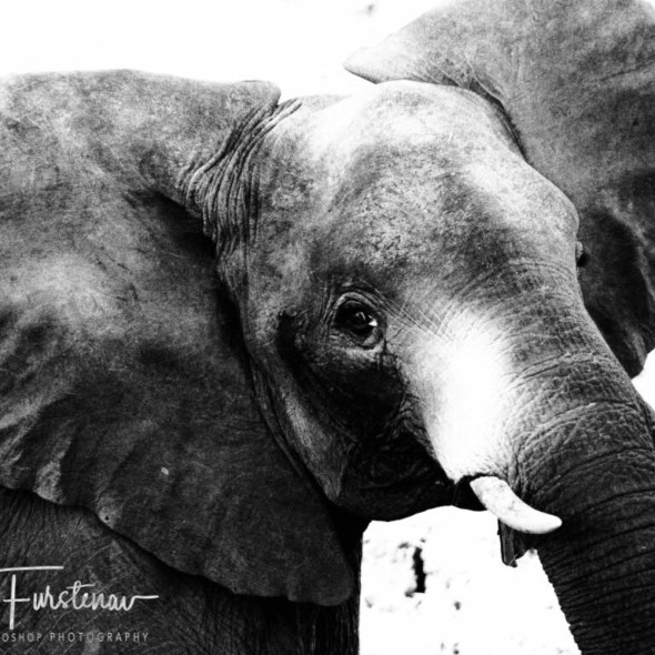 Curious mind, South Luangwa National Park, Zambia