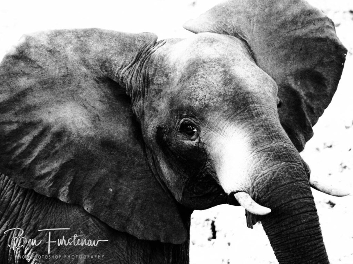 Curious mind, South Luangwa National Park, Zambia 