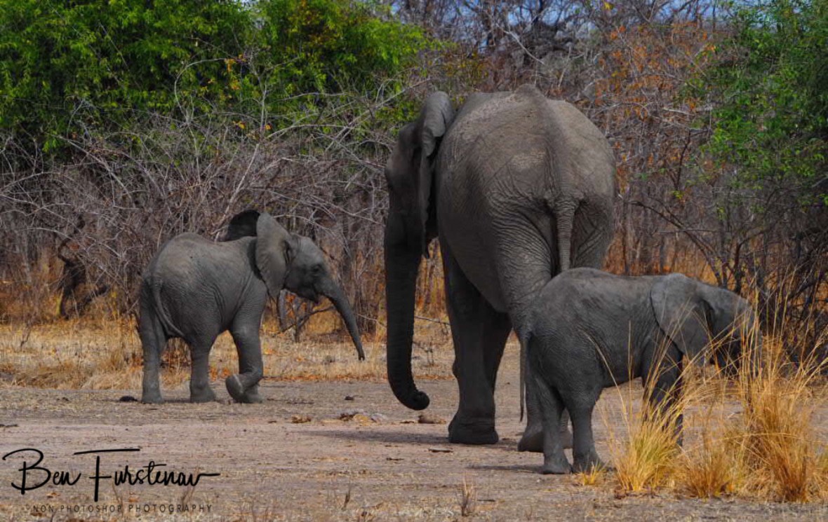 Happy elephant family in South Luangwa National Park, Zambia 