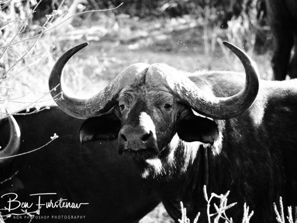 Still Ummhh, Lower Zambezi Valley,Zambia 