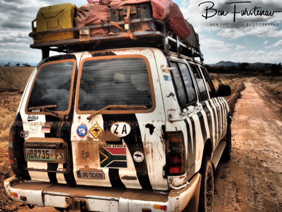 Zimba covered in bull dust, inside out, Nyika National Park, Malawi