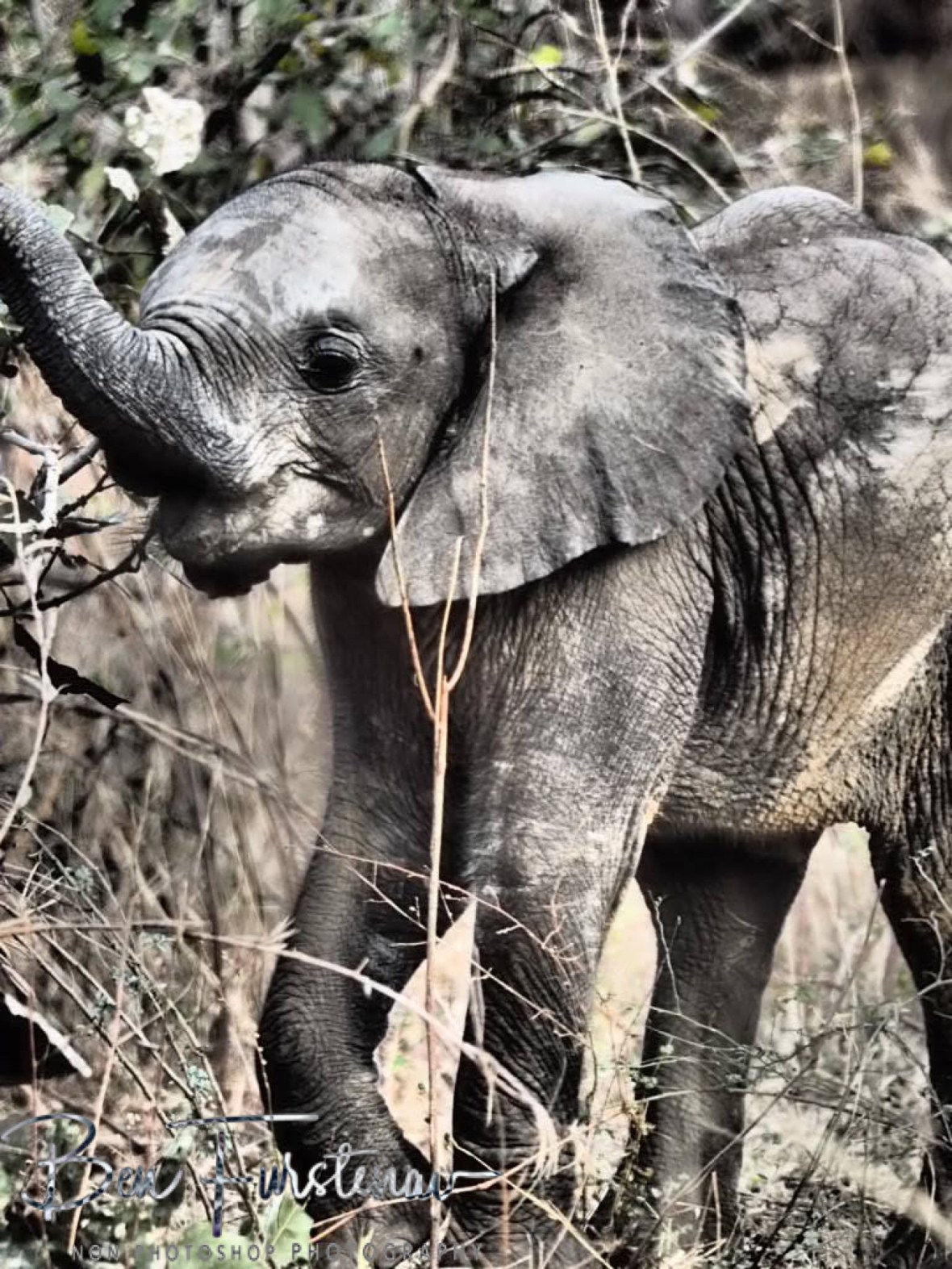 Youngsters lunch in South Luangwa National Park, Zambia 