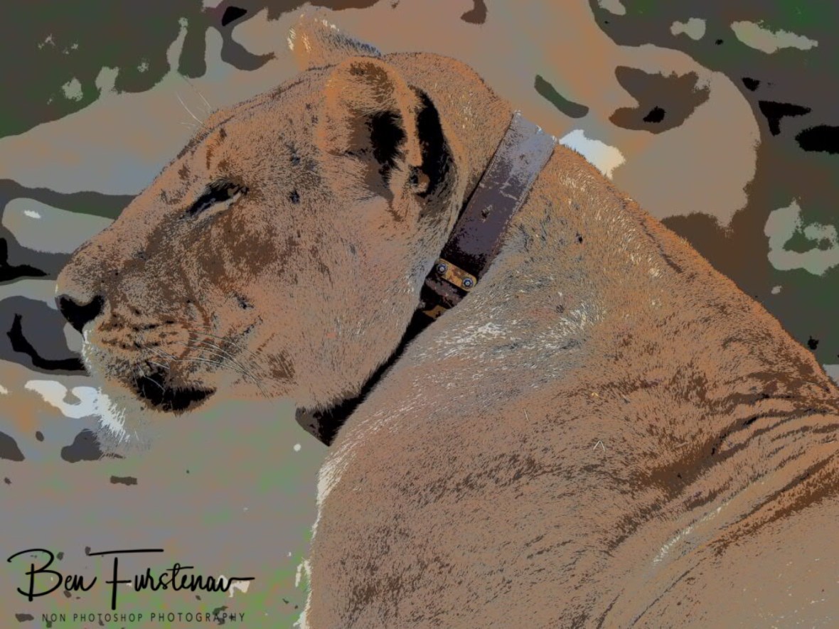 Satellite collar around lioness neck, South Luangwa National Park, Zambia 