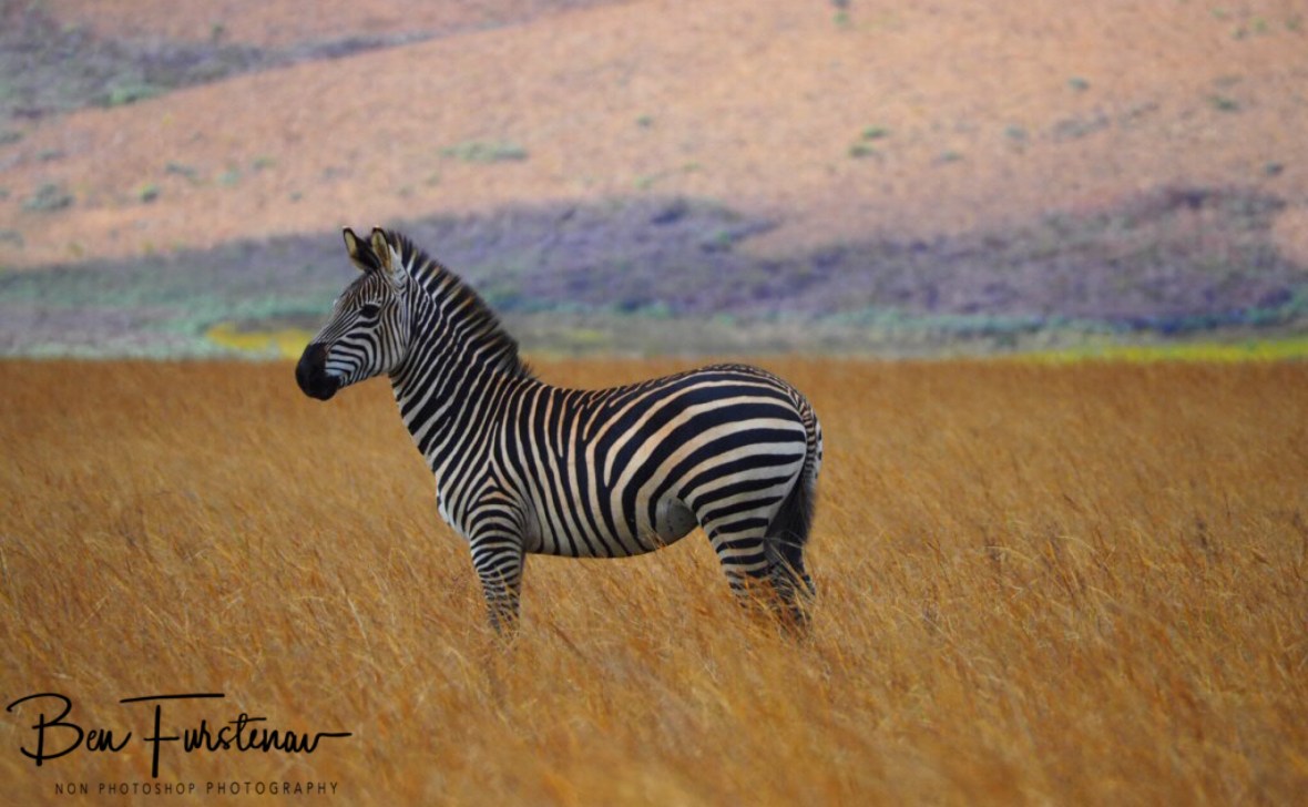 From one zebra to another, Nyika National Park, Malawi 