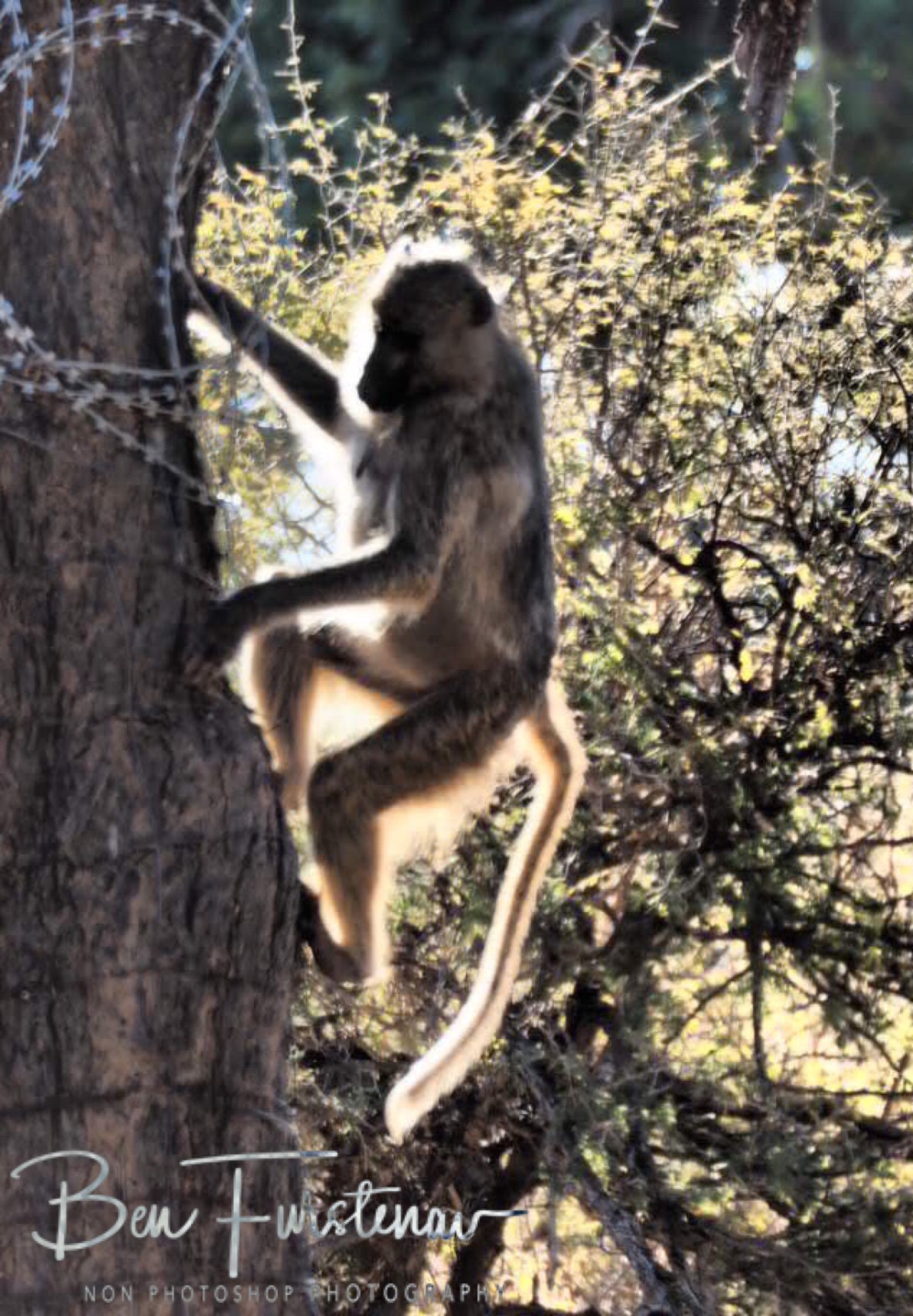 Baboons dodge the high wire, Lower Zambezi Valley, Zambia 