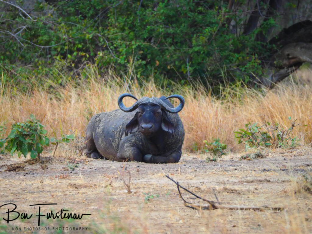 Keeping an eye out or snoozing off? South Luangwa National Park, Zambia 