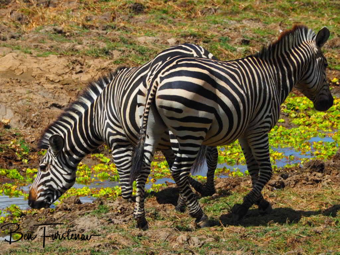 Waterhole scenes in South Luangwa National Park, Zambia 