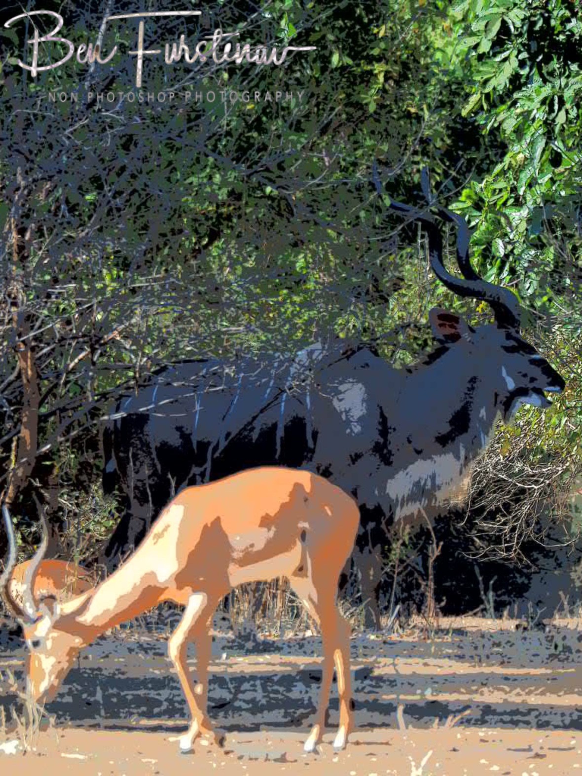 Kudu and Impala, Lower Zambezi Valley, Zambia 