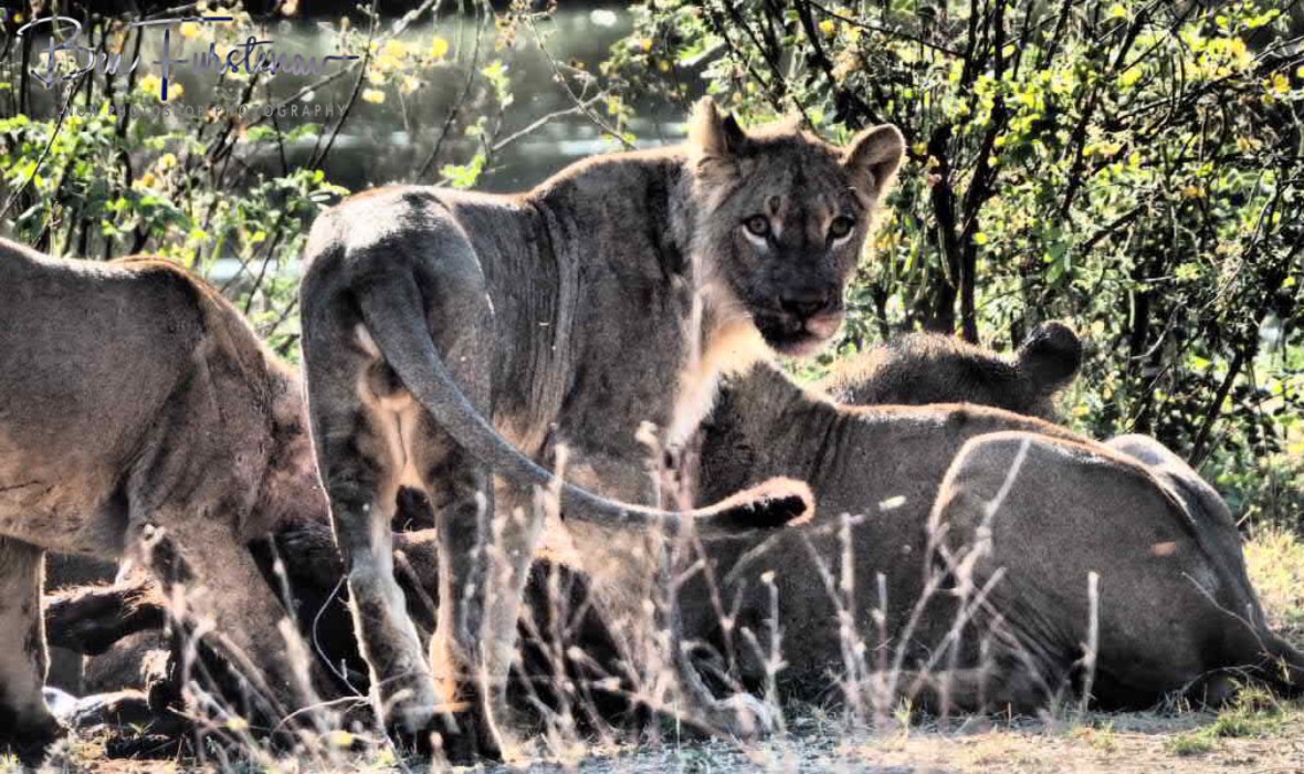 Hard to capture due to sun and high grass, Lower Zambezi National Park, Zambia 