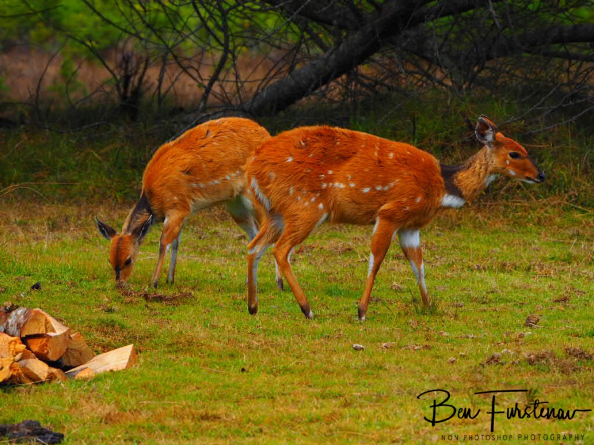Fairly tame game, Chelinde Campground,Nyika National Park, Malawi 