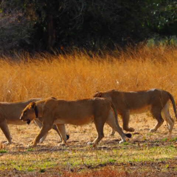 Pride and hunt leaders, South Luangwa National Park, Zambia