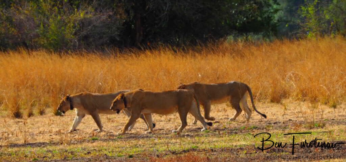 Pride and hunt leaders, South Luangwa National Park, Zambia 