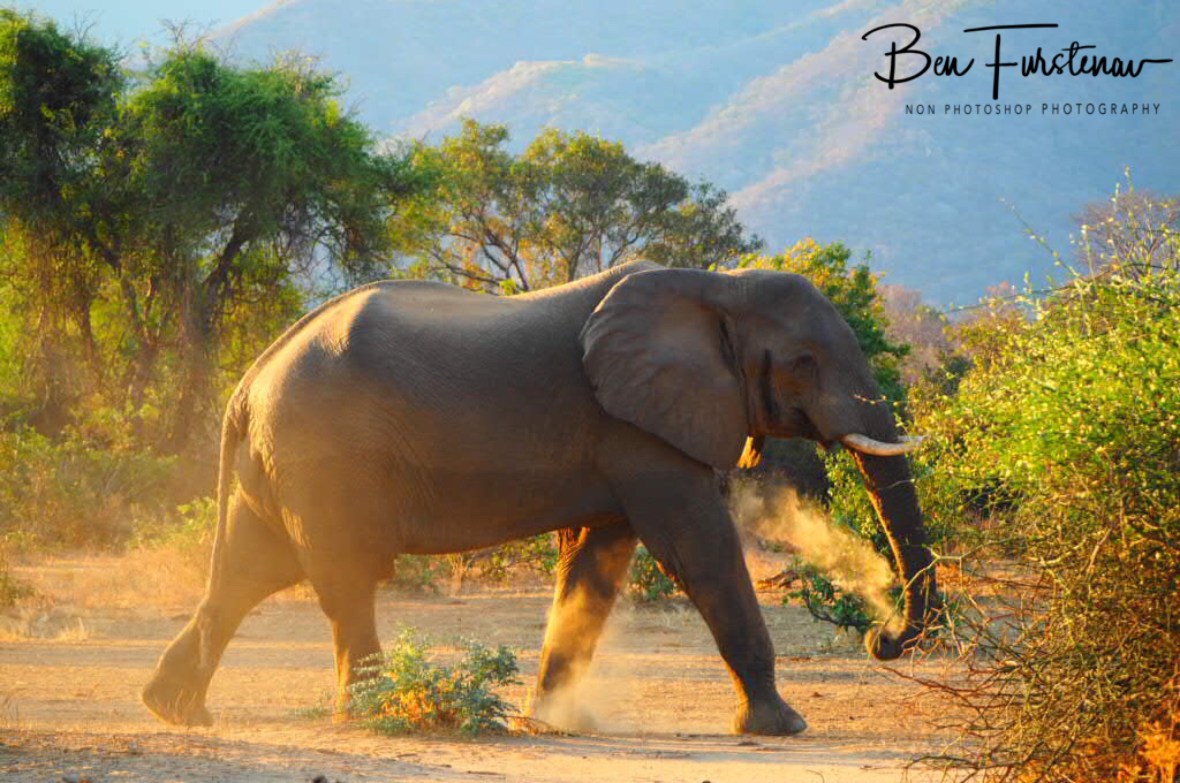 Done and dusted, Lower Zambezi National Park, Zambia