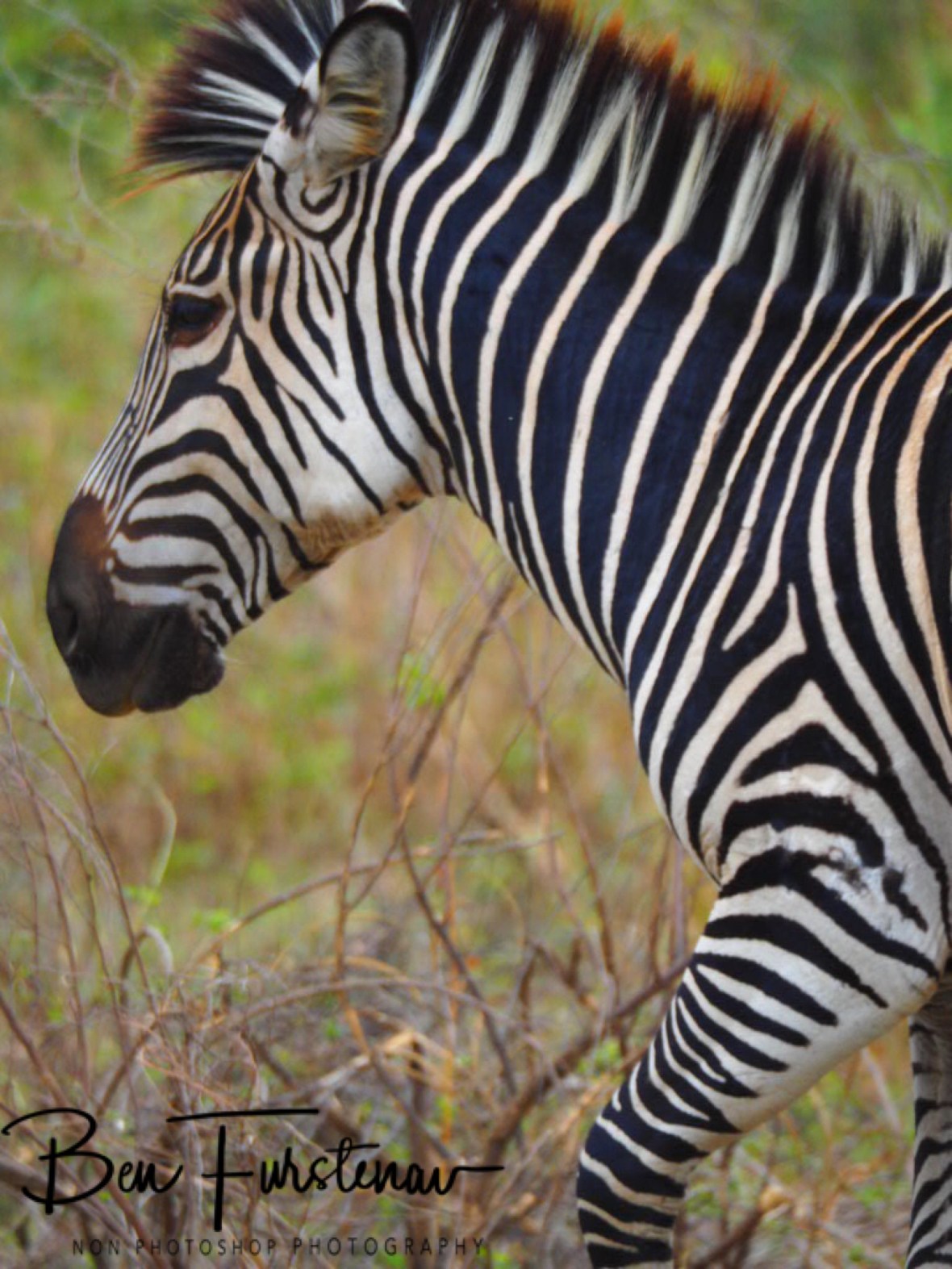 Thin stripes look almost painted, South Luangwa National Park, Zambia 