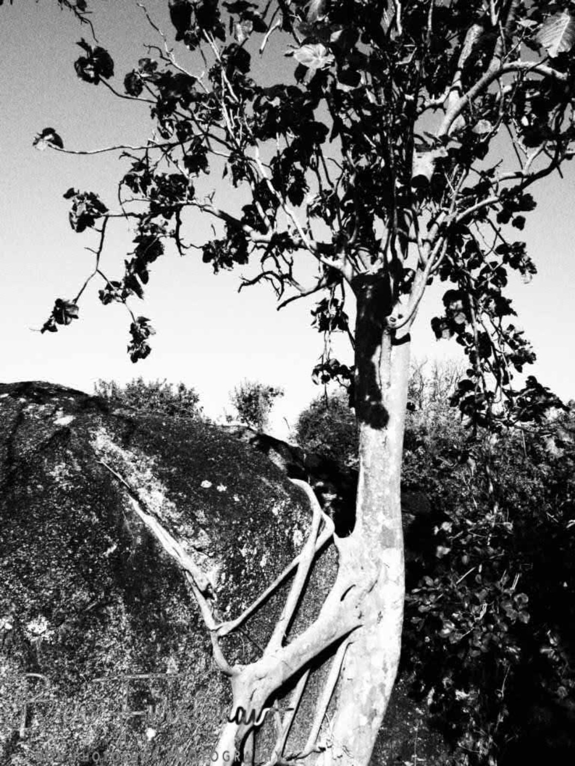 Quite astounding how trees grow on rocks at Monkey Bay, Lake Malawi, Malawi 