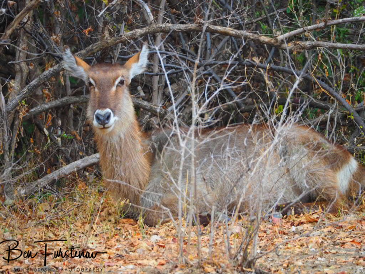Female waterbuck resting in the thick of it, South Luangwa National Park,Zambia 