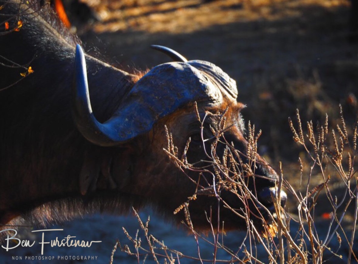 Sneaking through the bushes, Lower Zambezi Valley, Zambia 