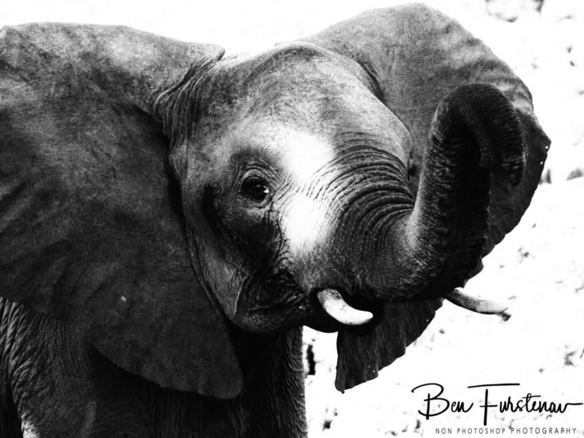Inquisitive Nature off elephants, South Luangwa National Park, Zambia 