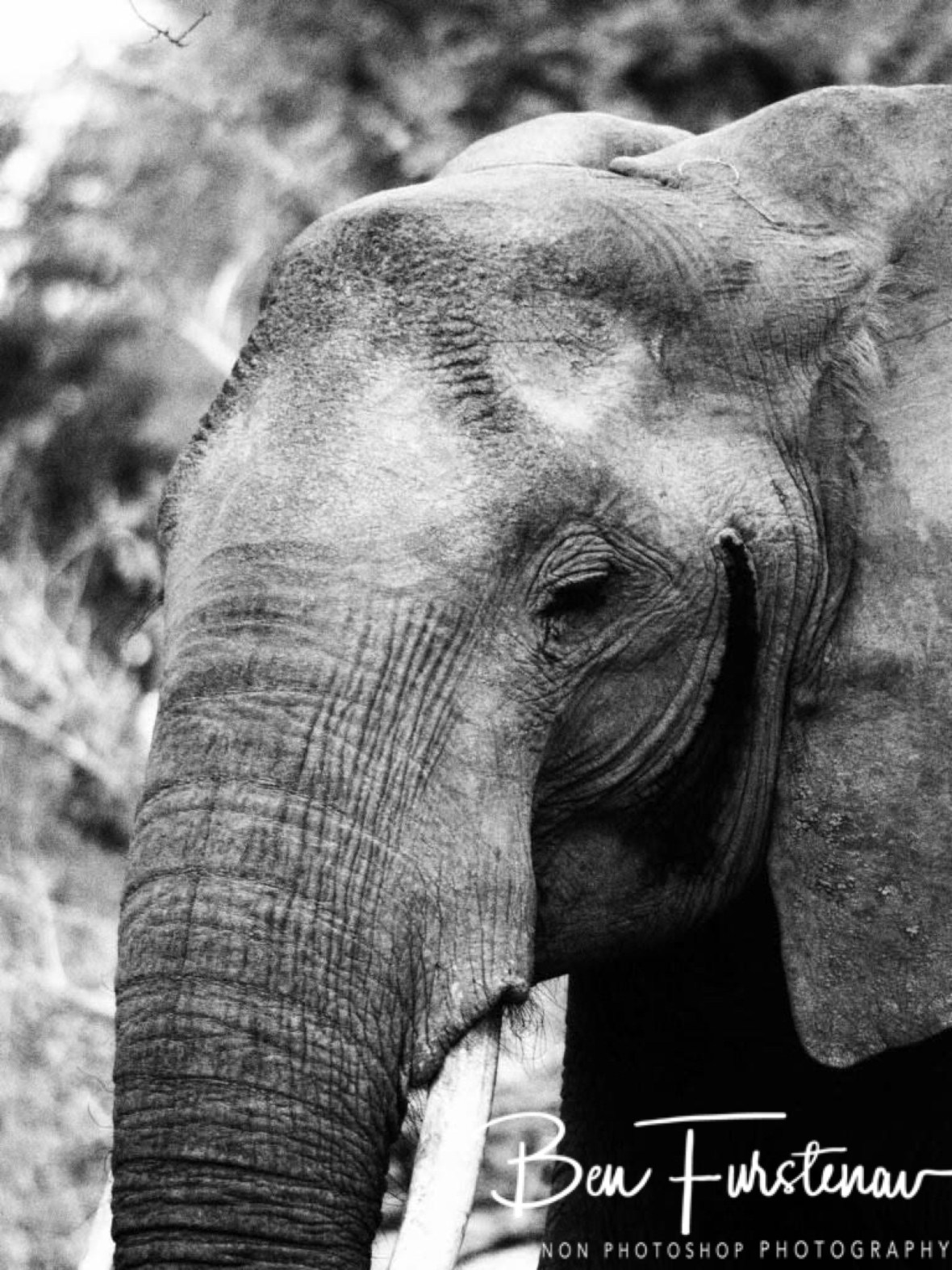 Calm elephant lady, South Luangwa National Park, Zambia 