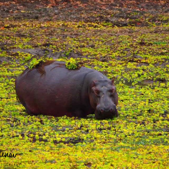 Juicy water flowers, South Luangwa National Park, Zambia