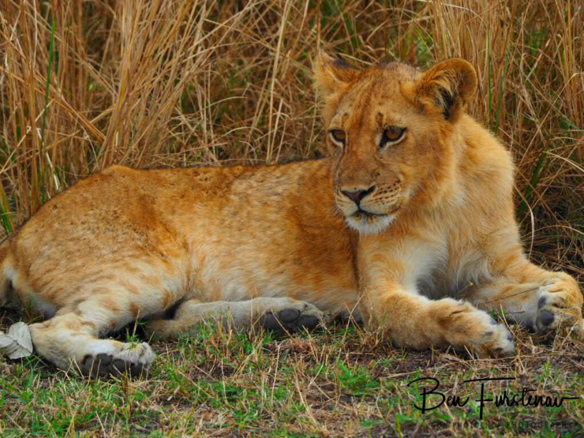 Cub is keeping an eye out too, South Luangwa National Park, Zambia 