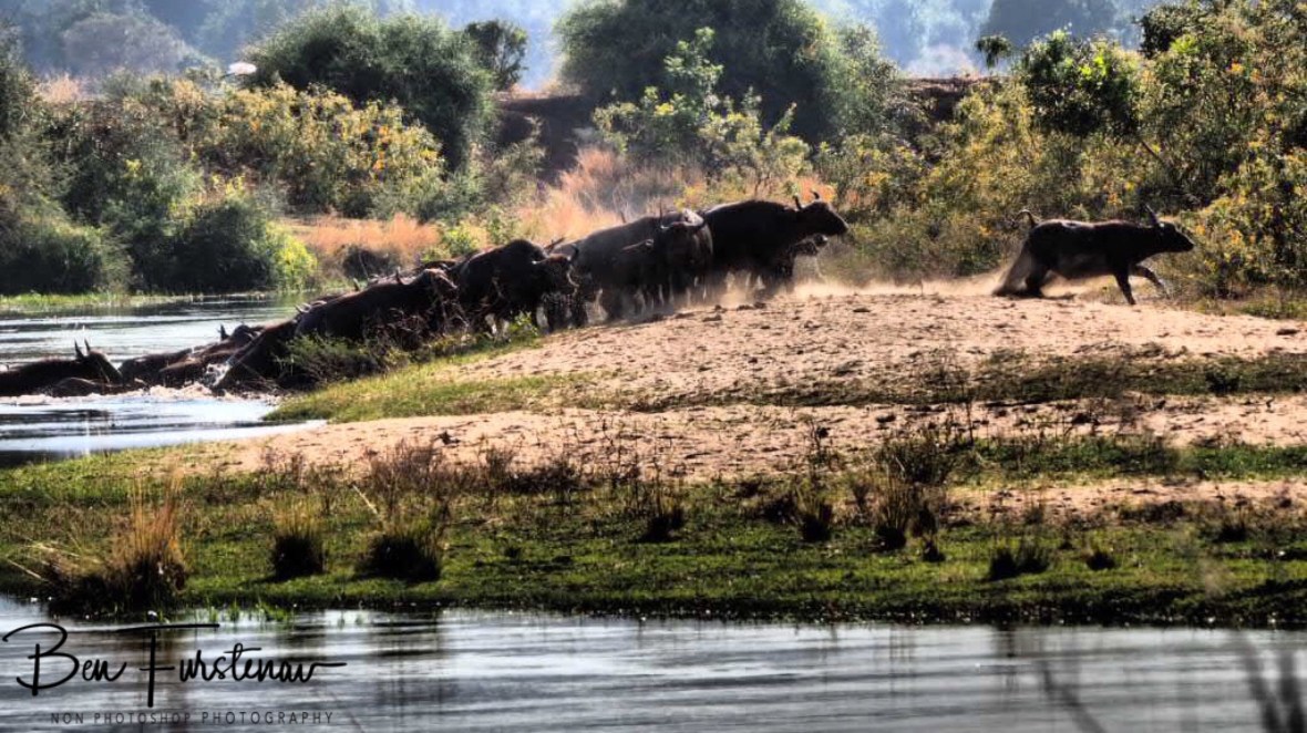All washed and running, Lower Zambezi National Park, Zambia