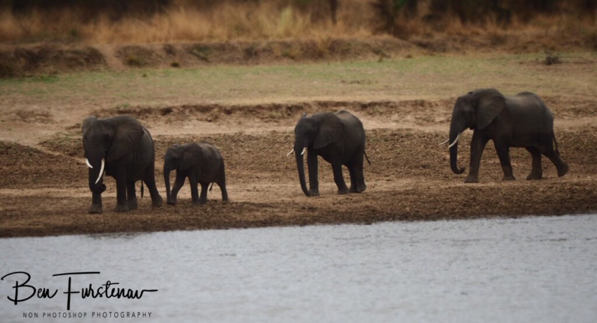 Here comes the next group, South Luangwa National Park, Nsefu Sector, Zambia 