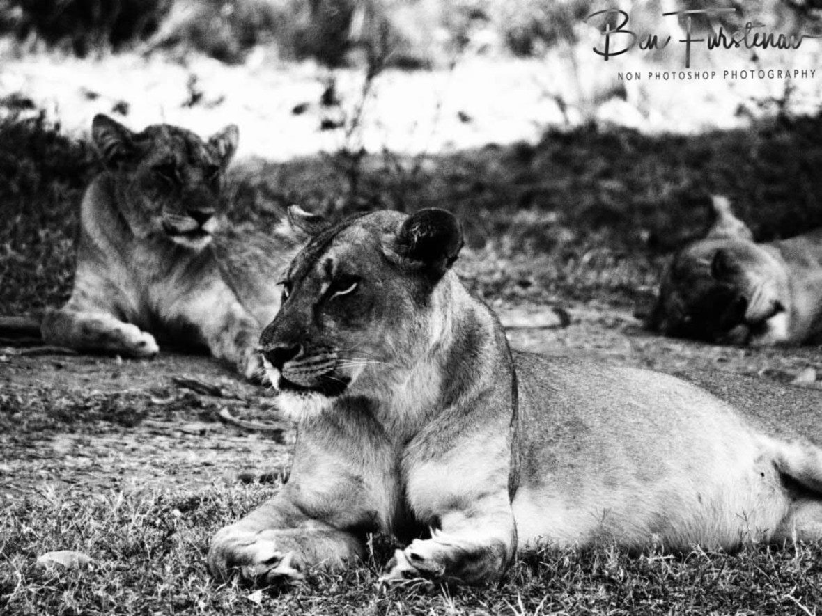 Paws up, South Luangwa National Park, Zambia