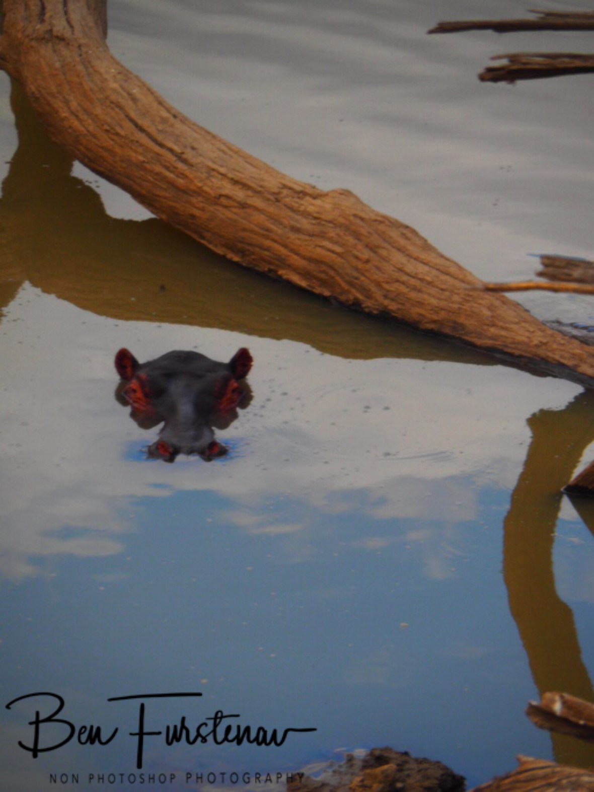 Hippo beaver? South Luangwa National Park, Zambia 