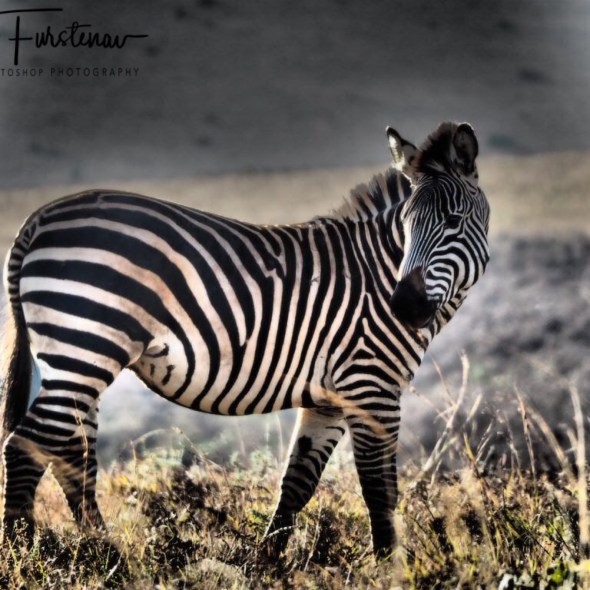 Zebra pose, Nyika National Park, Malawi