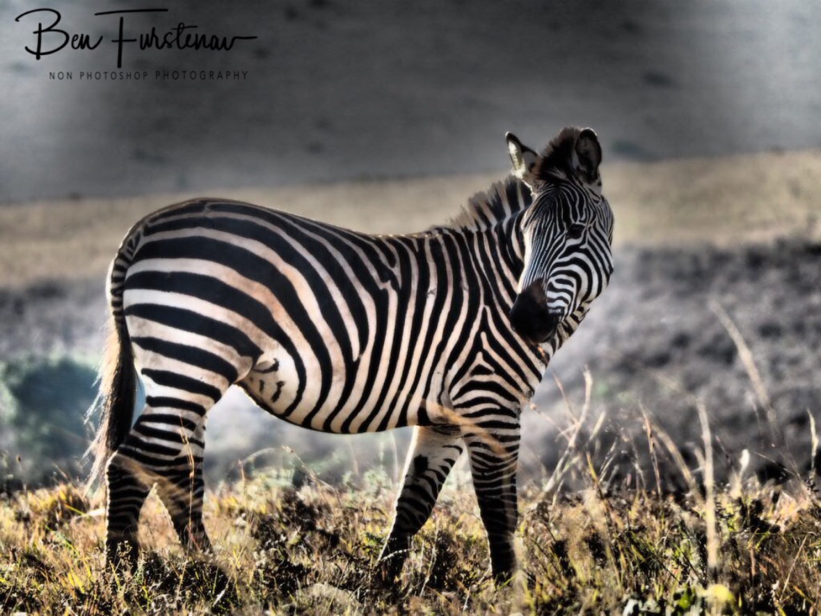 Zebra pose, Nyika National Park, Malawi 