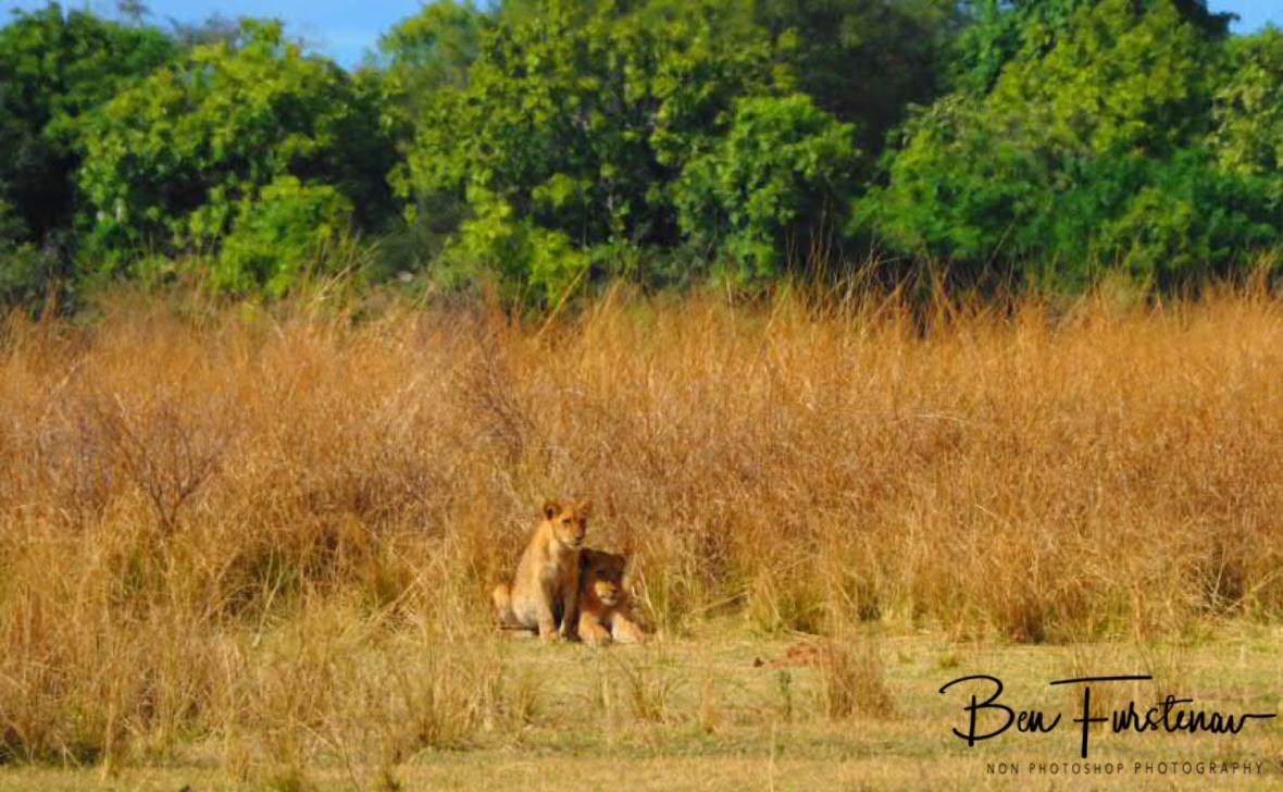 Two cubs out of the high grass, South Luangwa National Park, Zambia 