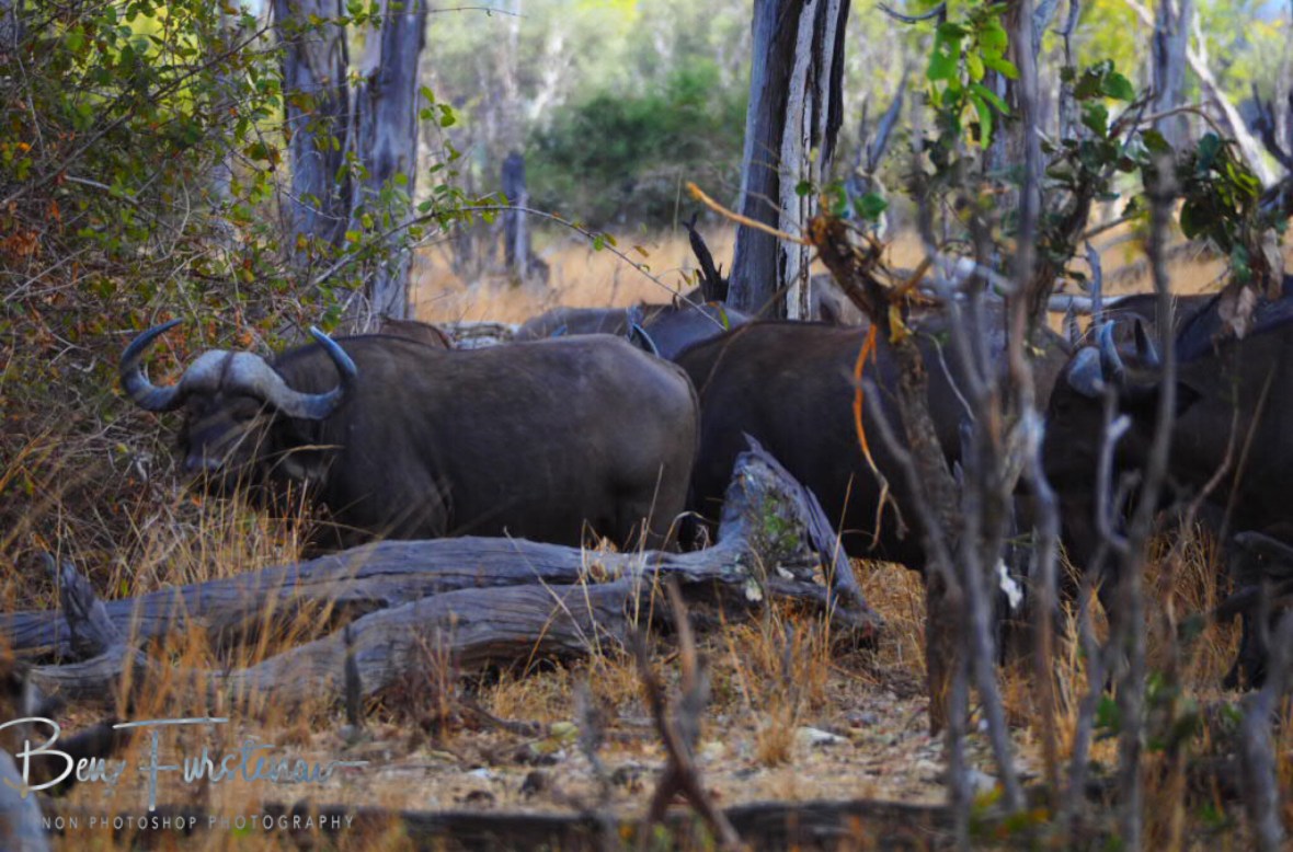 Buffalo moving through thick bush land in South Luangwa National Park, Zambia 
