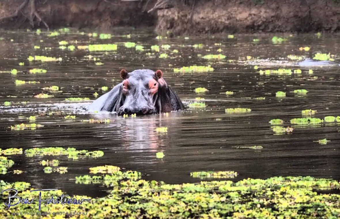 Hippo keeping a good eye out on the neighbours, South Luangwa National Park, Zambia 