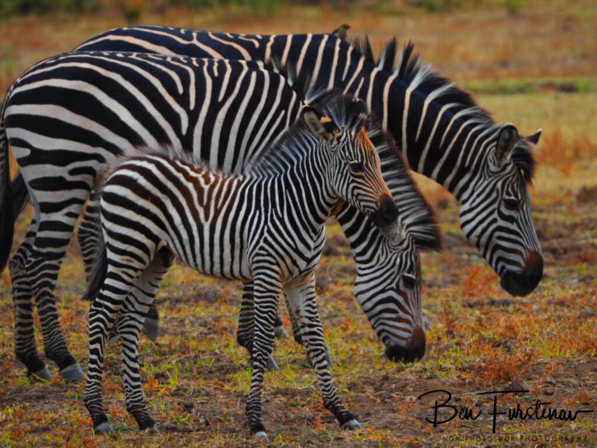 Happy zebra family in South Luangwa National Park, Zambia 