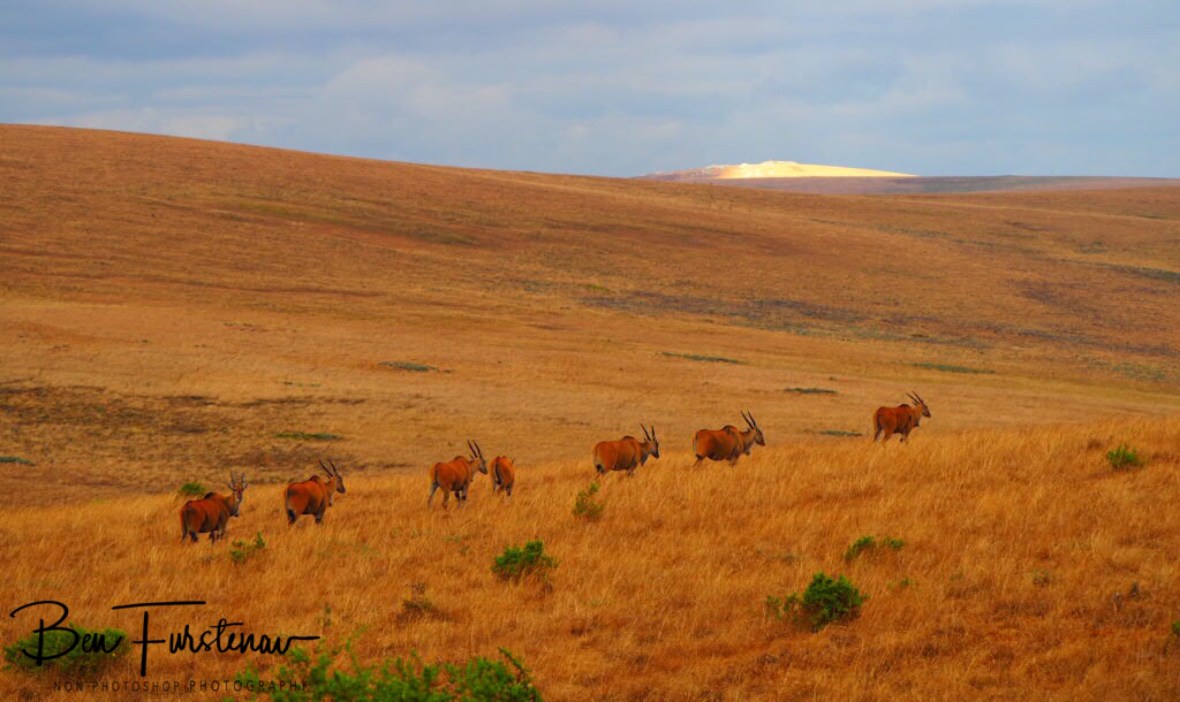 Eland caravan over Nyika Plateau, Malawi 