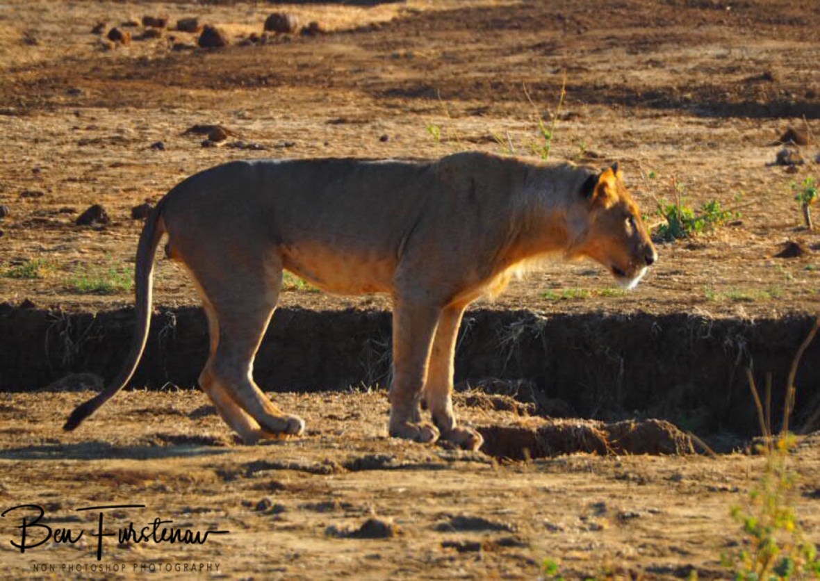 Lion on the prowl, Lower Zambezi National Park, Zambia 