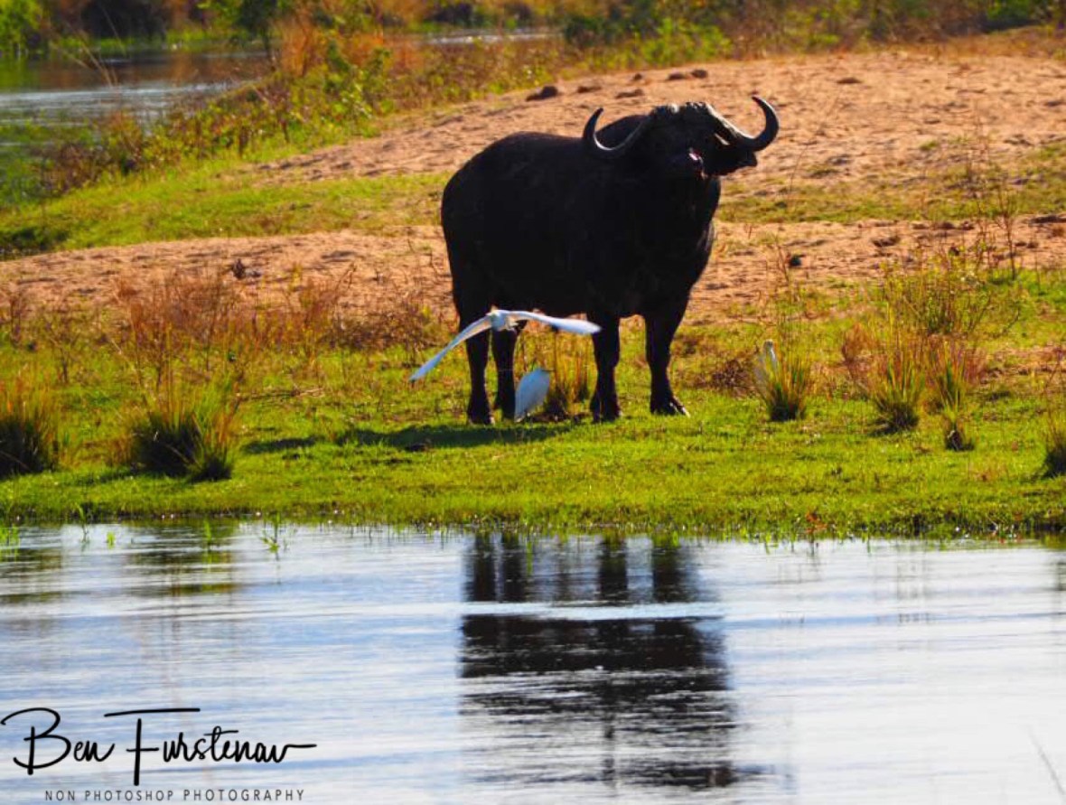 The lone bull watching on from the other side, Lower Zambezi National Park, Zambia
