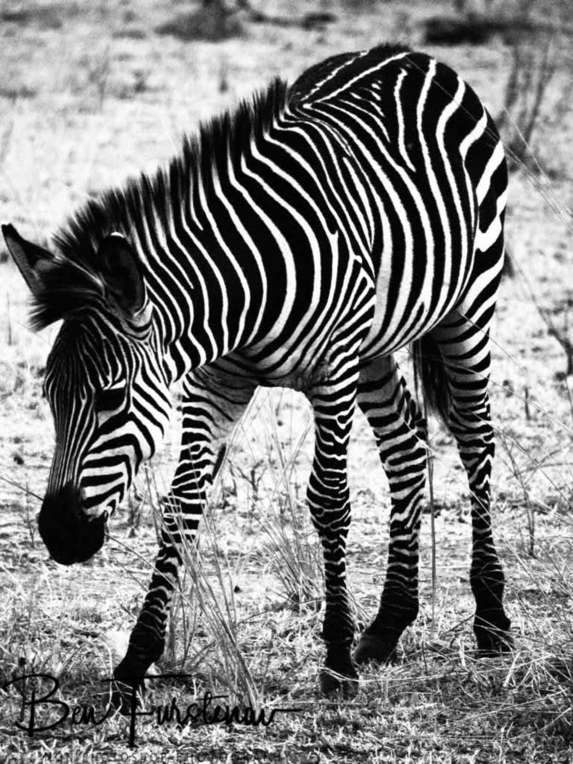 Zebra fowl in black and white, South Luangwa National Park, Zambia 