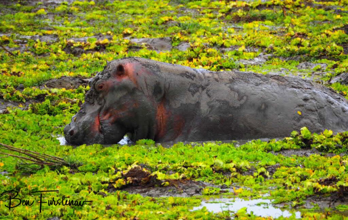 Mmmhhh muddddd, South Luangwa National Park, Zambia 