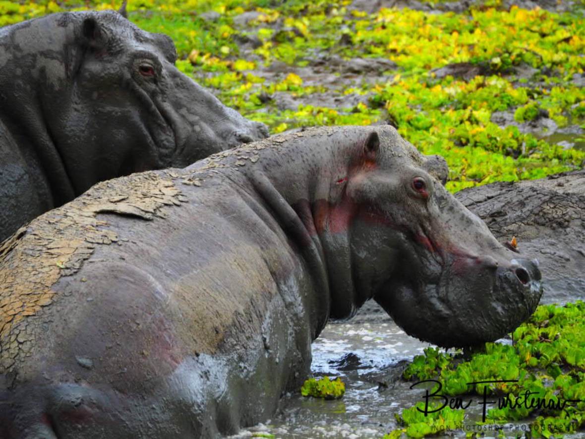 Hippo wellness bath, South Luangwa National Park, Zambia 