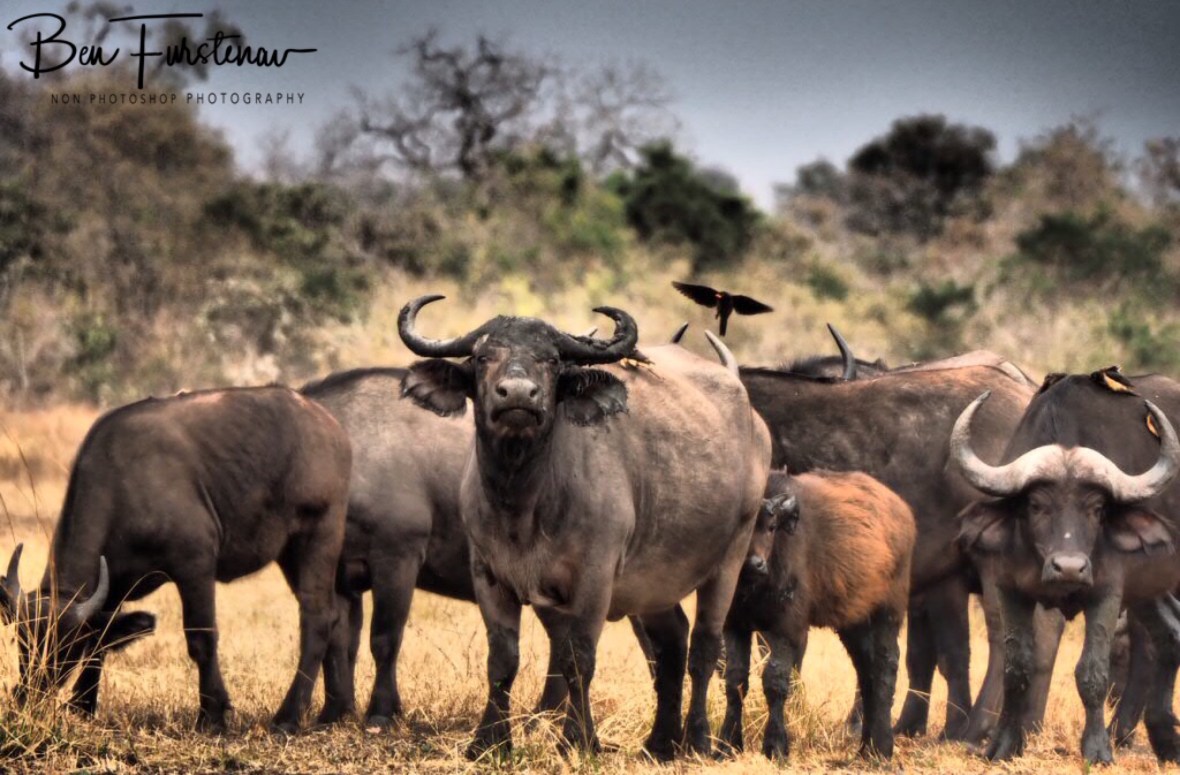 Definitely not sure what to think, South Luangwa National Park, Zambia 