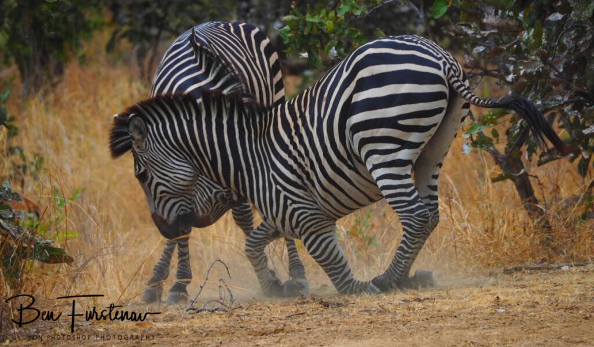 Still wiggling his way out, South Luangwa National Park, Zambia 