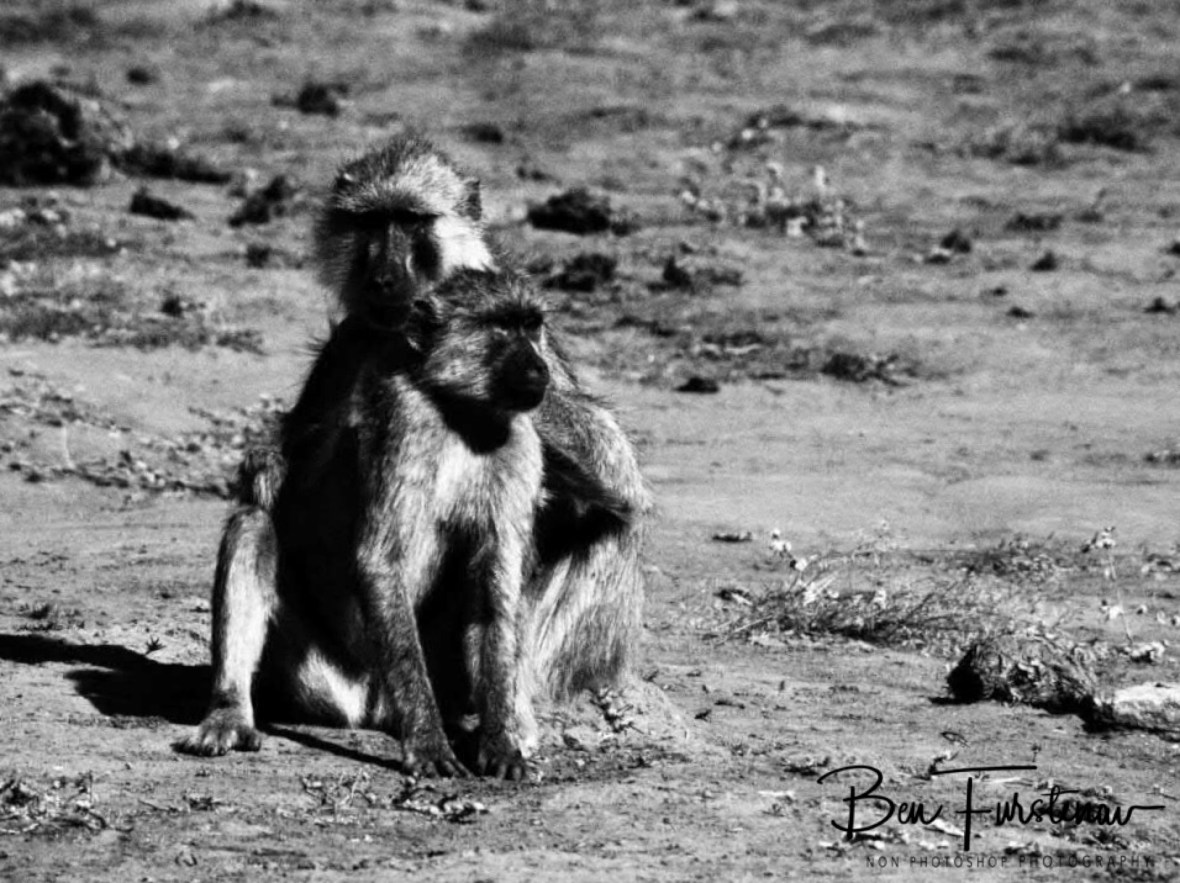 Fleas? Tick! Beetles? Tick! Worms? Tick? Vwaza Marsh National Reserve, Malawi 
